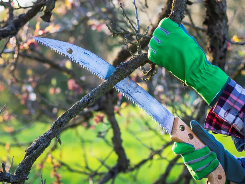 Essential Tree Trimming Tools For Proper Maintenance