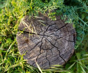 How To Get Rid of Tree Stumps for Good
